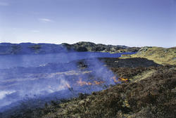 Lyngheiane på Lygra