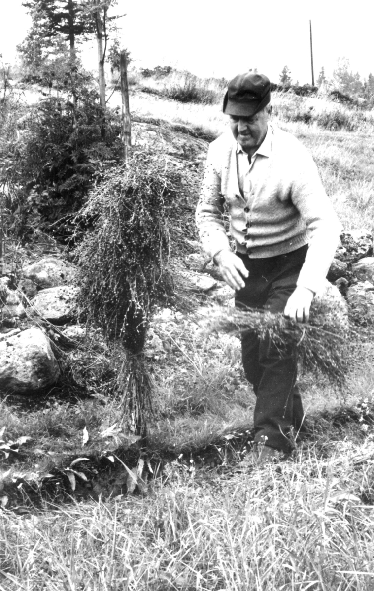 Lindyrking. En mann henger lin til tørk på en stokk. Harstadsetra gård, Vestmarka, Eidskog, Hedmark 1975.