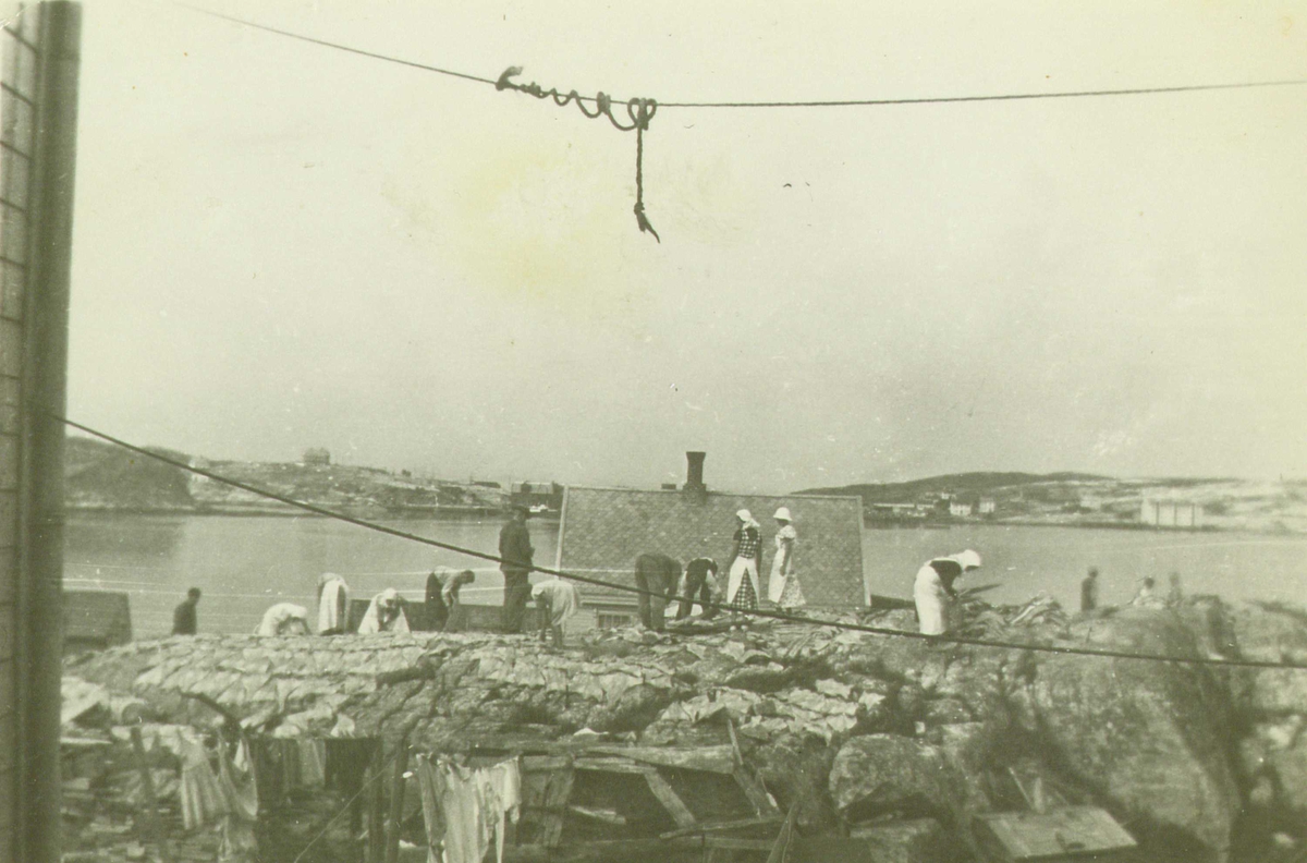 Gruppe klippfiskarbeidere, Dale, Kristiansund, Møre og Romsdal, antakelig 1920-årene. Kvinner og menn på "bergan" hvor klippfisken tørkes. 