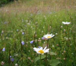 Slåtteenga - Di historie og framtid