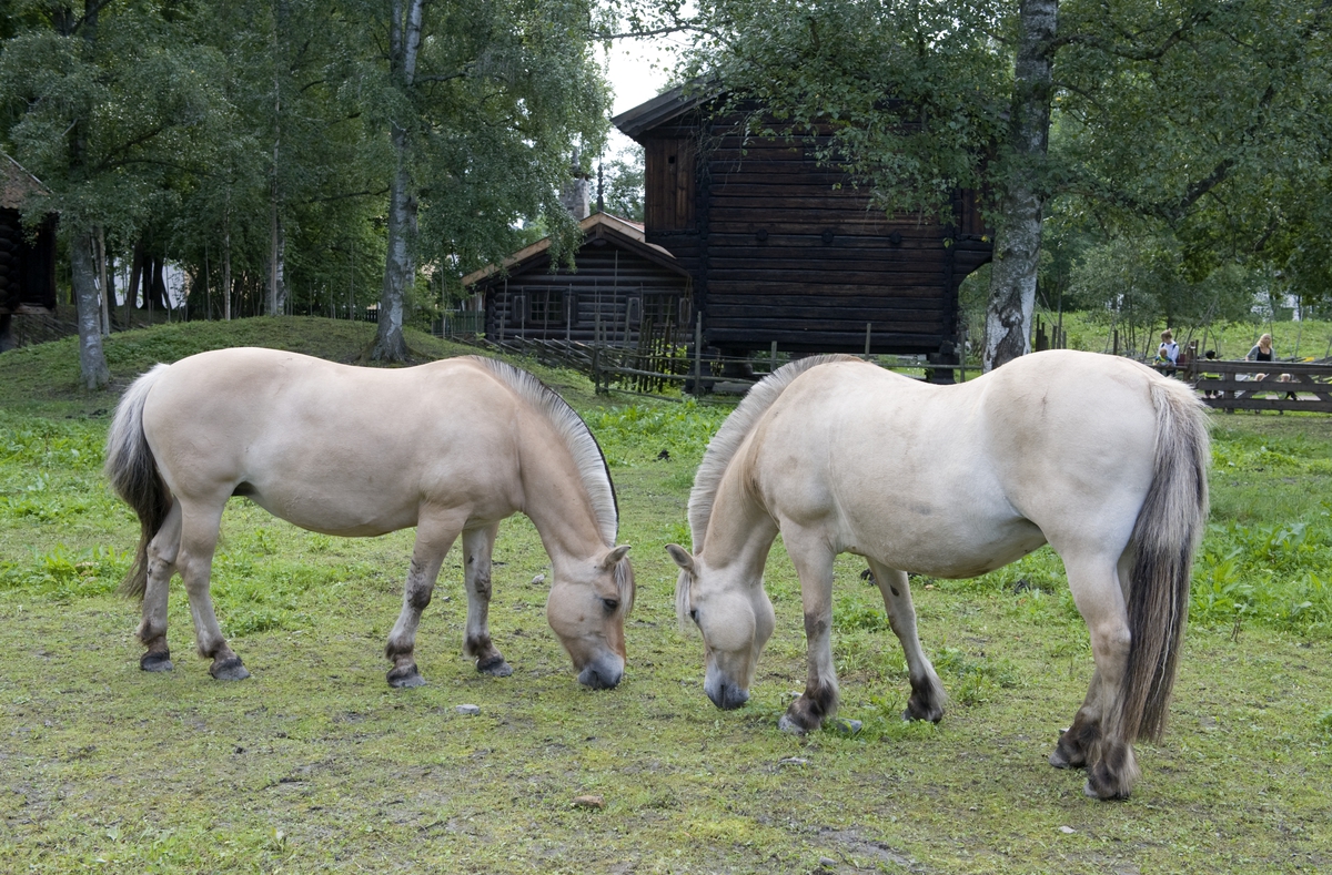 To hester på jordet bak Numedalstunet. Norsk Folkemuseum, 2010.