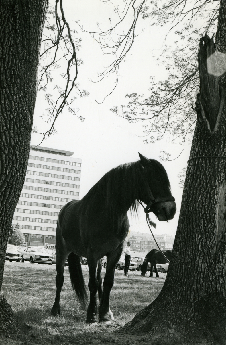 Hest bundet fast i et tre utenfor fabrikken. Tiedemanns tobakksvogner i forbindelse med Tiedemanns Tobaksfabriks 200-årsjubileum i 1978.