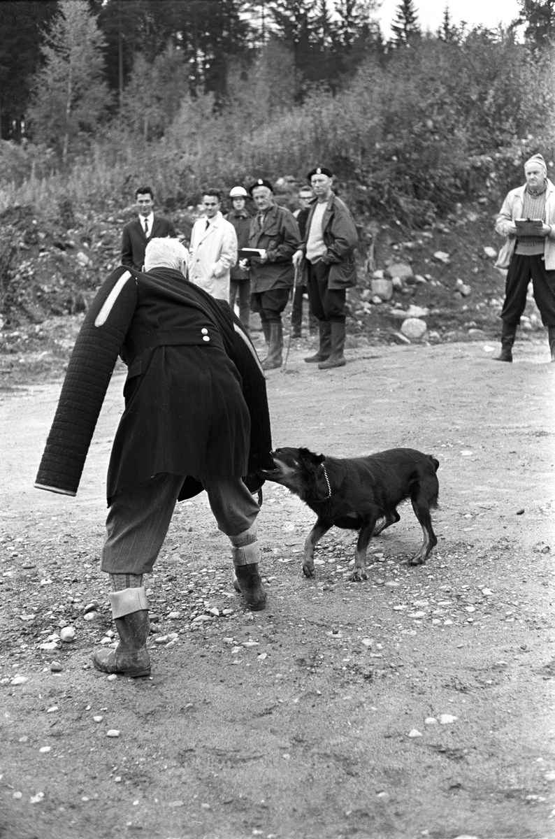 Rottweiler under opplæring. Trening av hunder ved Politiets Hundeskole på Ilseng ved Hamar i oktober 1961.