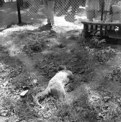 Ekeberg, Oslo, 11. juni 1959, landbruksutstilling, rødreven.