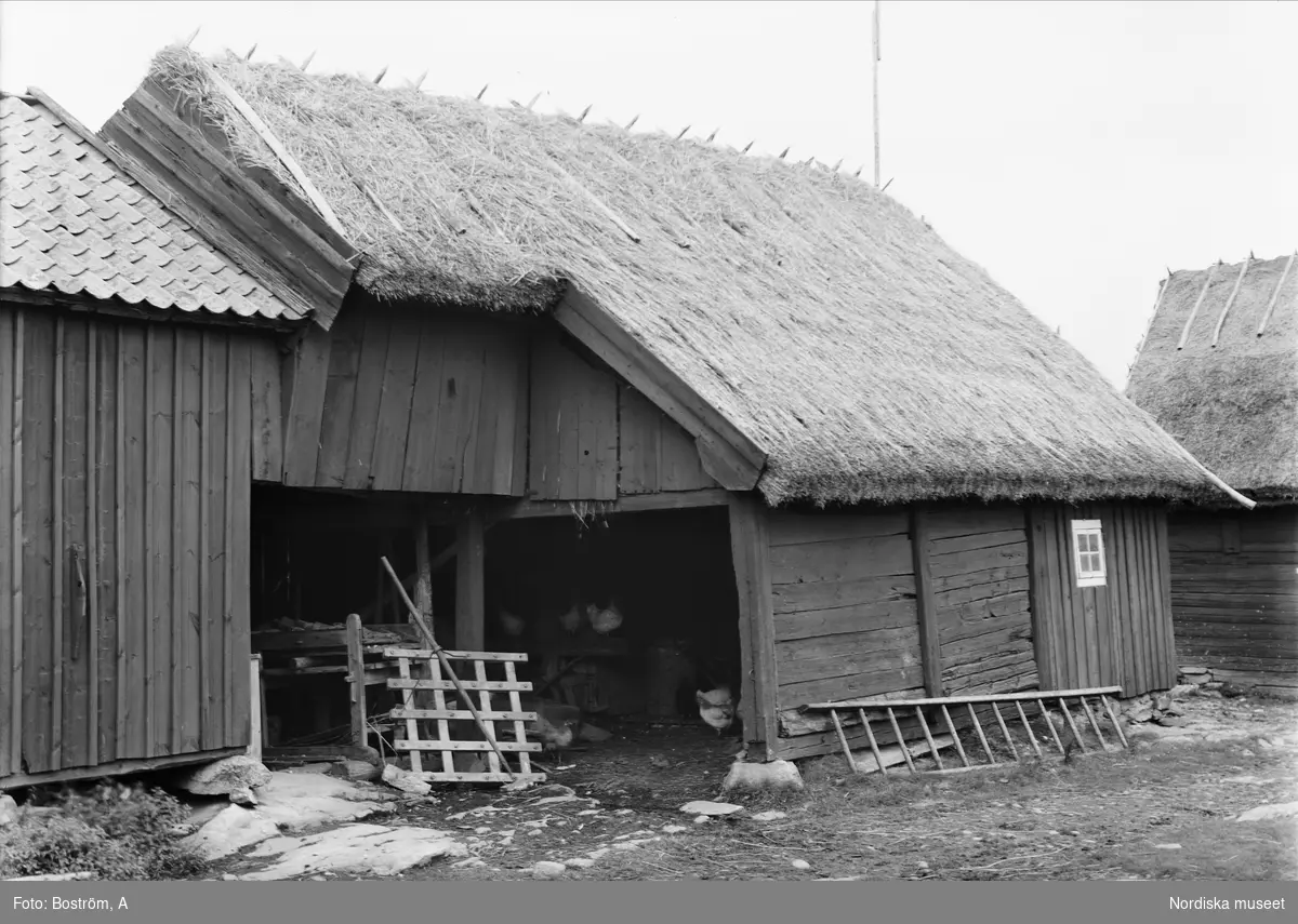 Nordiska museets etnologiska undersökning 1931. Ekebo Gästgivaregård i Otterstad socken, Kållands härad, Västergötland. På bilden ses ett uthus med halmtäckt tak där några hönor håller till.
