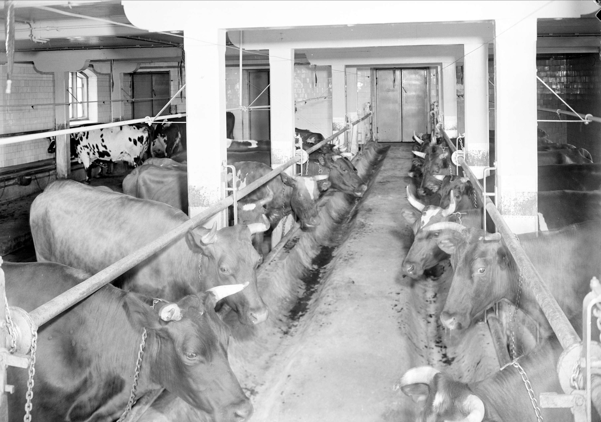 Kor i ladugården tillhörande Upsala-Ekeby AB, Ekeby, Flogsta, Uppsala