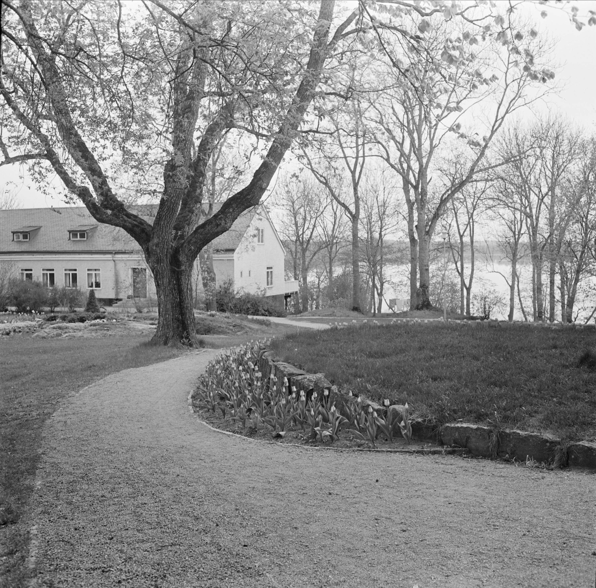 Slottsparken vid Wiks slott, Vik, Balingsta socken, Uppland maj 1965