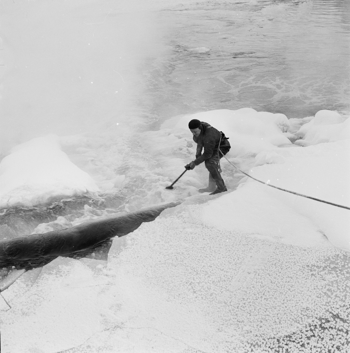Erik Engenmark hackar bort is i Islandsfallet, Uppsala 1959