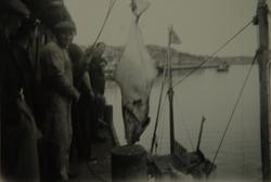 Menn med stor fisk på kai