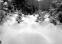 Vinterbilde, snøkledd skog