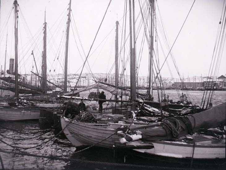 Enligt text som medföljde fotografiet: "Bohuslän, Skärgården, Marstrand, Sillbåtar. I hamnen under vinterfisket efter sill".