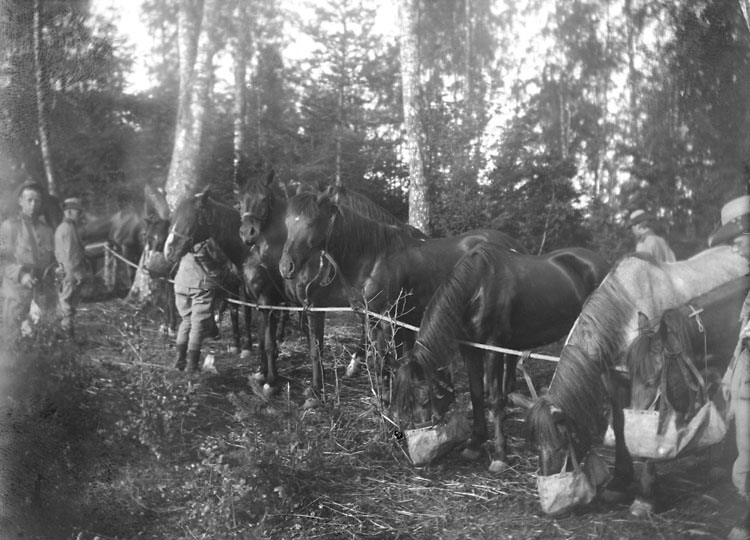 Utfodring av hästar i fält 1917