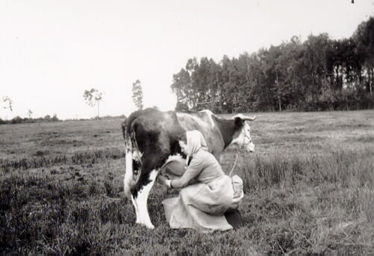 "Pigan mjölkar". Kvinna med ko ute i beteshage