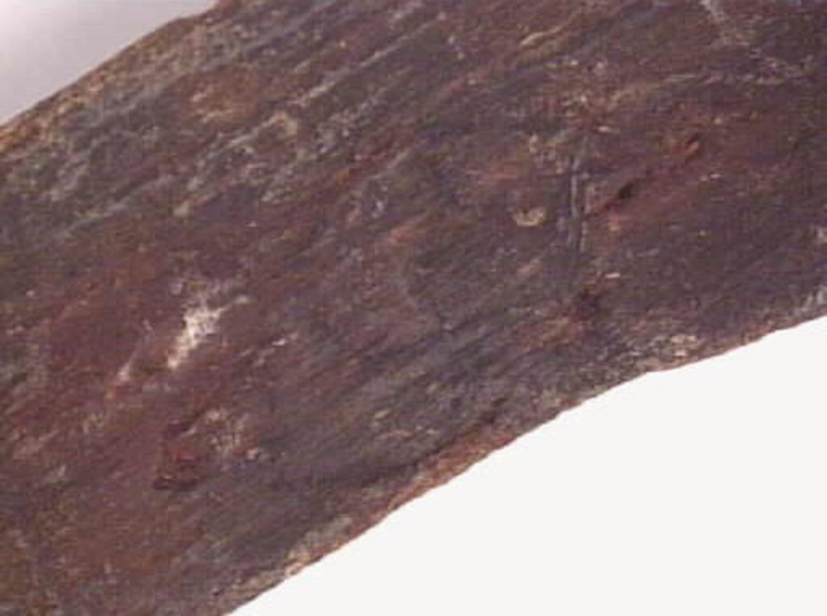 Nio delar av en svarvad träskål.  Ett av fragmenten kan ha varit utsatt för eld.