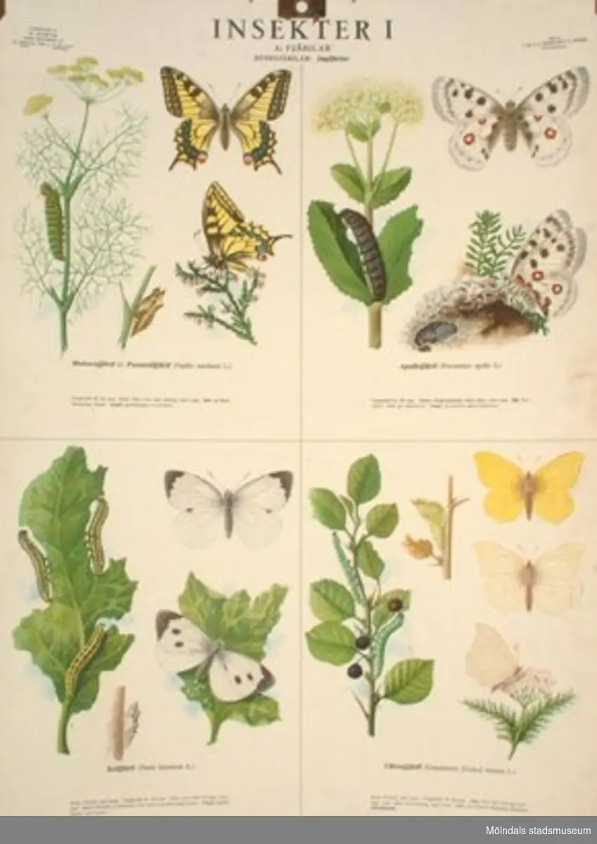 Biologi.Insekter nr. 1: Fjärilar, storfjärilar.Utarbetade av M. Richter.
