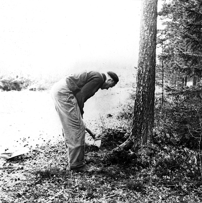 Neg nr 18. Det till förstäv avsedda rotbenet frilägges försiktigt. Foto 6.10 (1962).