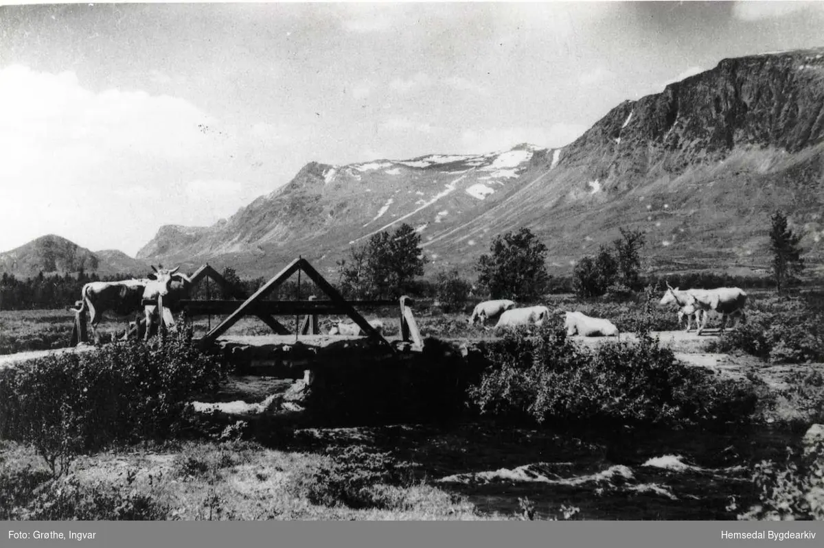 Buskap (bøling) ved Hestanåne 1940-1950. 