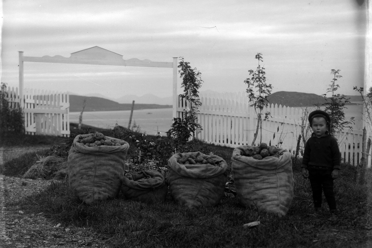 Fire sekker med potet og en liten gutt fotografert foran hageporten på Røkenes gård. Grytøya og Kjeøy i bakgrunnen.