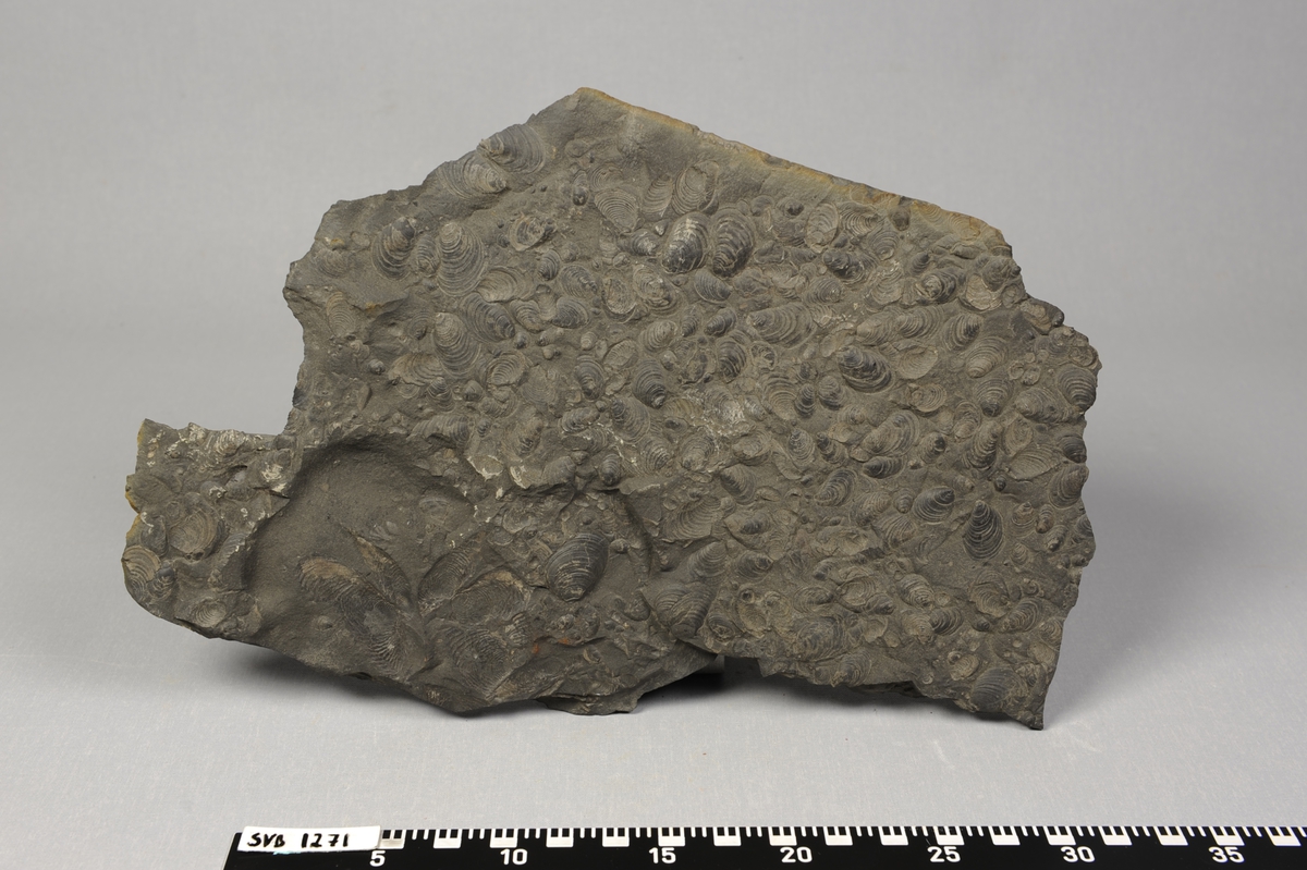 Steinplate med fossil av dyret buchia (musling) fra Juratiden. Merket med hvit lakk og bokstaver og tall på den ene siden.