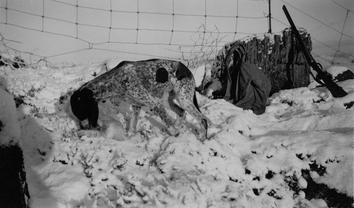 Sveiterstøveren Siri med sin fangst, en hare. 06.01.1936. Eier Lorentz Thoresen.  Ryggsekk og våpen.