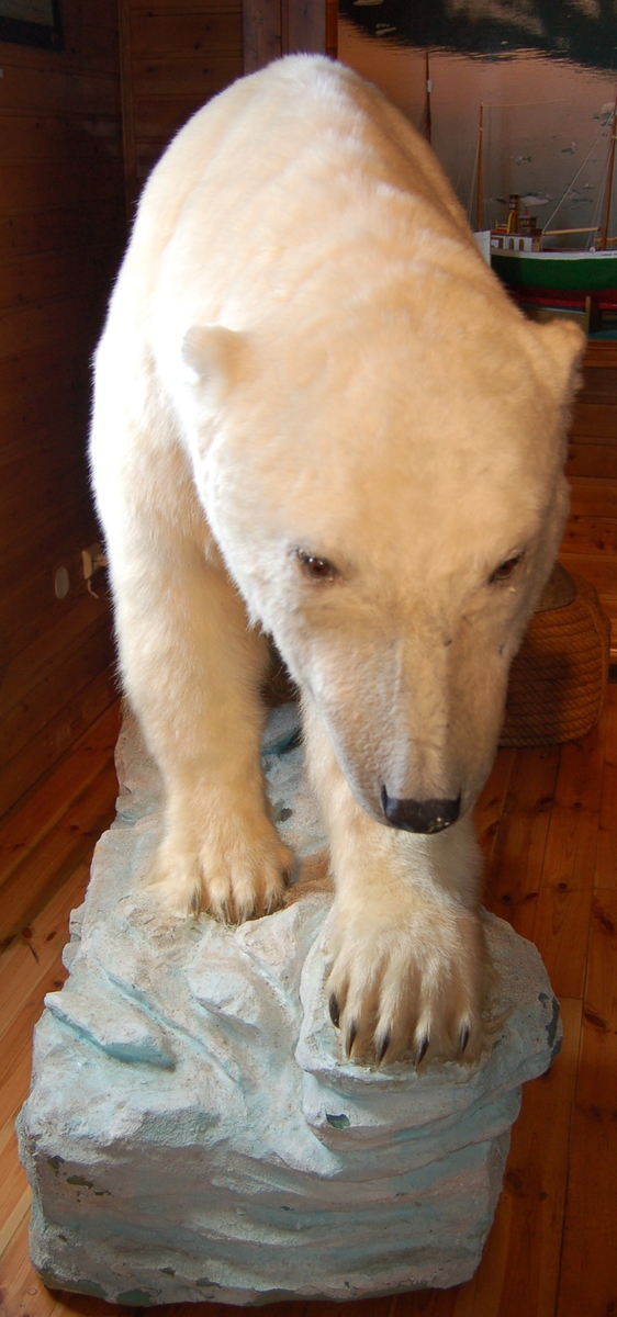 Isbjørnen er utstoppet i gående profil, montert på en sokkel illustrert som eit isflak.