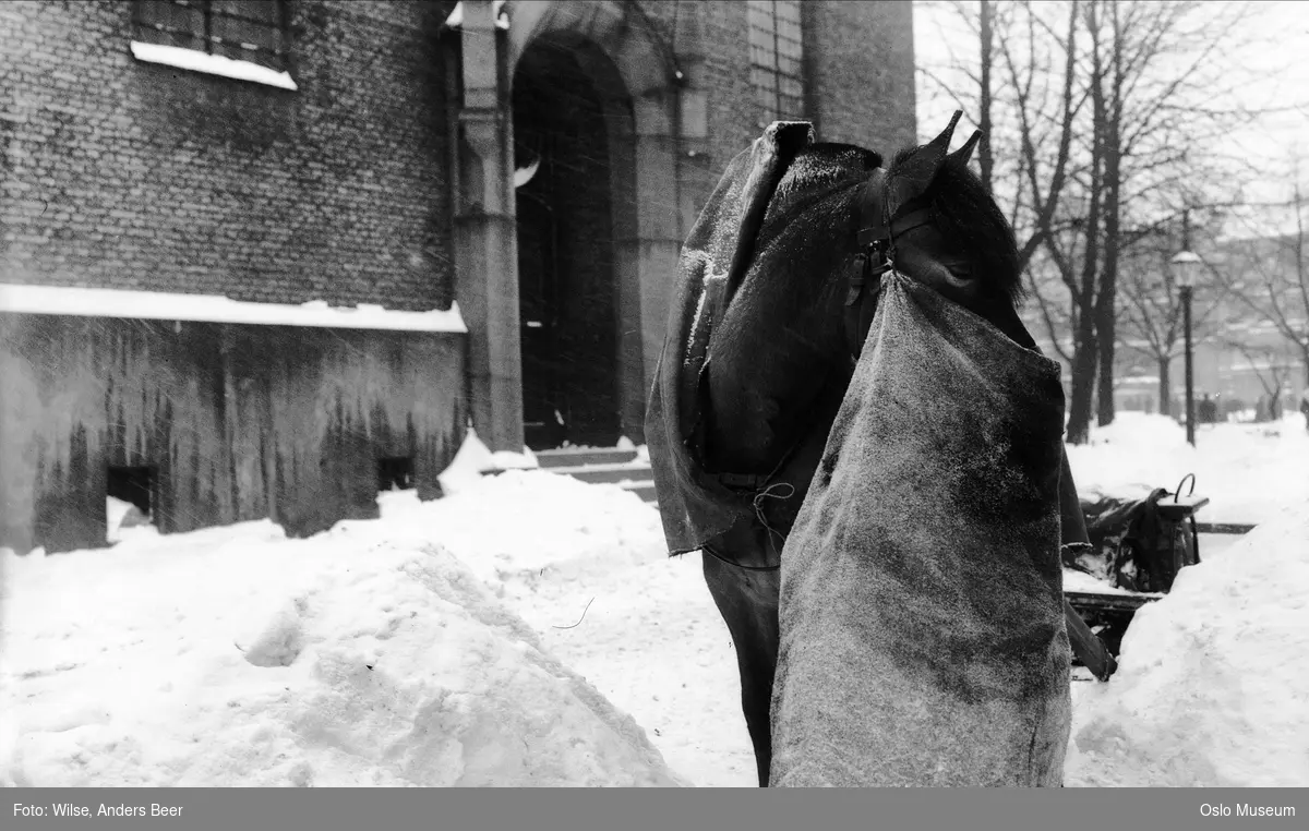 hest, mulepose, snø, slede, Vår Frelsers kirke