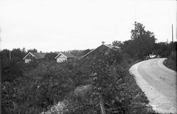 gård, hage, frukttrær, kastanjetre, bolighus, vei