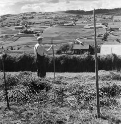 utsikt, kulturlandskap, høyonn, mann, høygaffel, hesje, gård