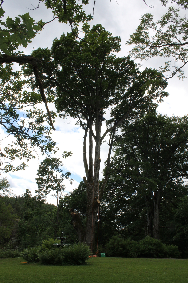 Både en av eikene og ikasiatrærne trengte å bli trimmet. Her er Jøstein Aarø i gang med å trimme en av eikene rundt grusgangen ved fontenen på Berg. En stor grein datt nedfra eika og det viste seg at treet kunne reddes.