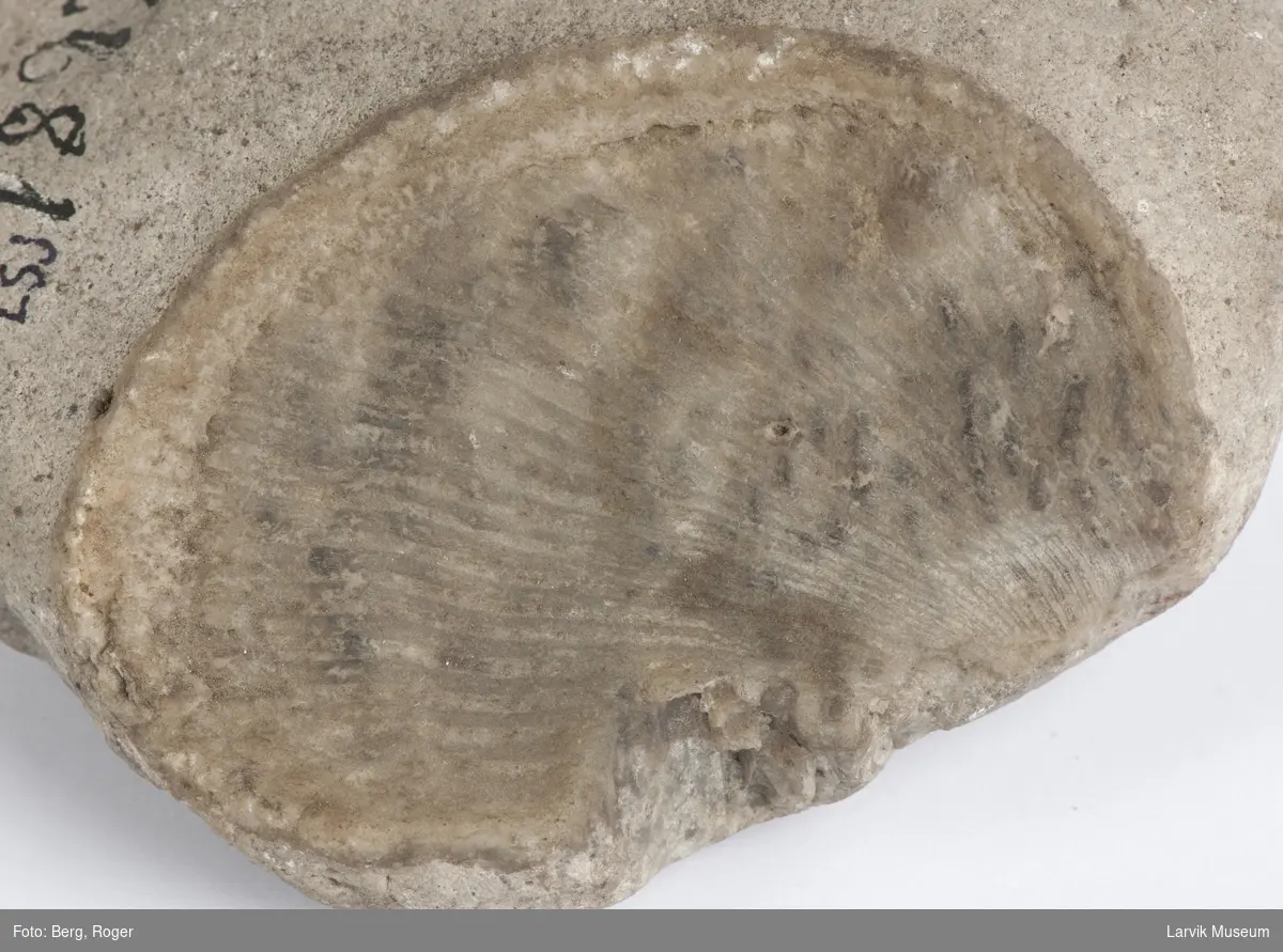 Flat, lett avrundet stein m tydelig skjellformet fossil