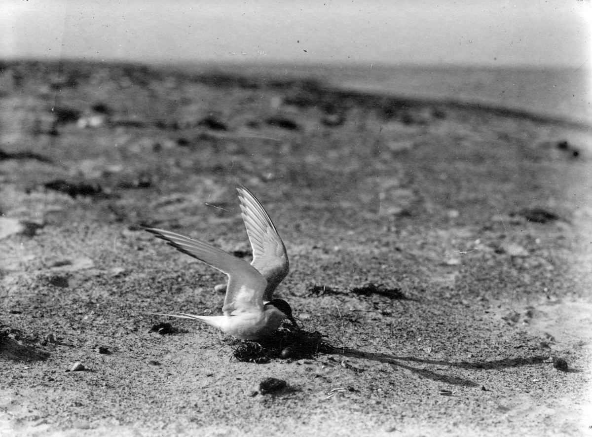 Silvertärna (Sterna arctica) 24/5-1920