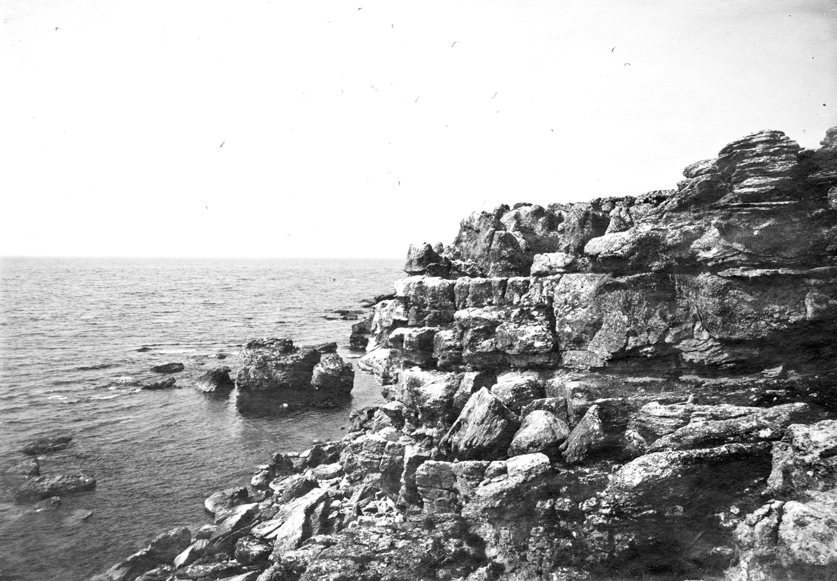 Biotop för sillgrissla (Uria troile). Samhälle av sillgrisslor. 6 juni 1918.