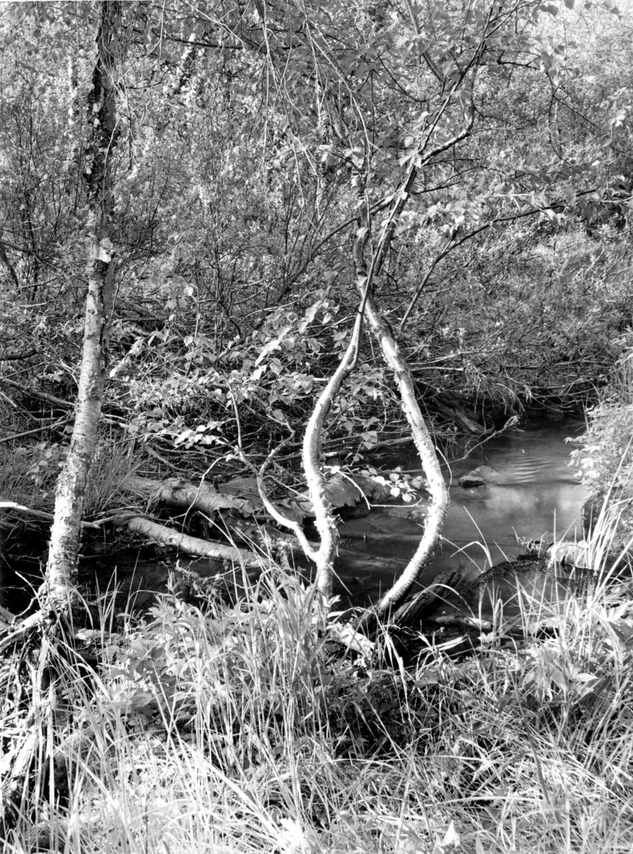 Terräng för Nordsångare (Phylloscopus borealis) 29Juni 1941
