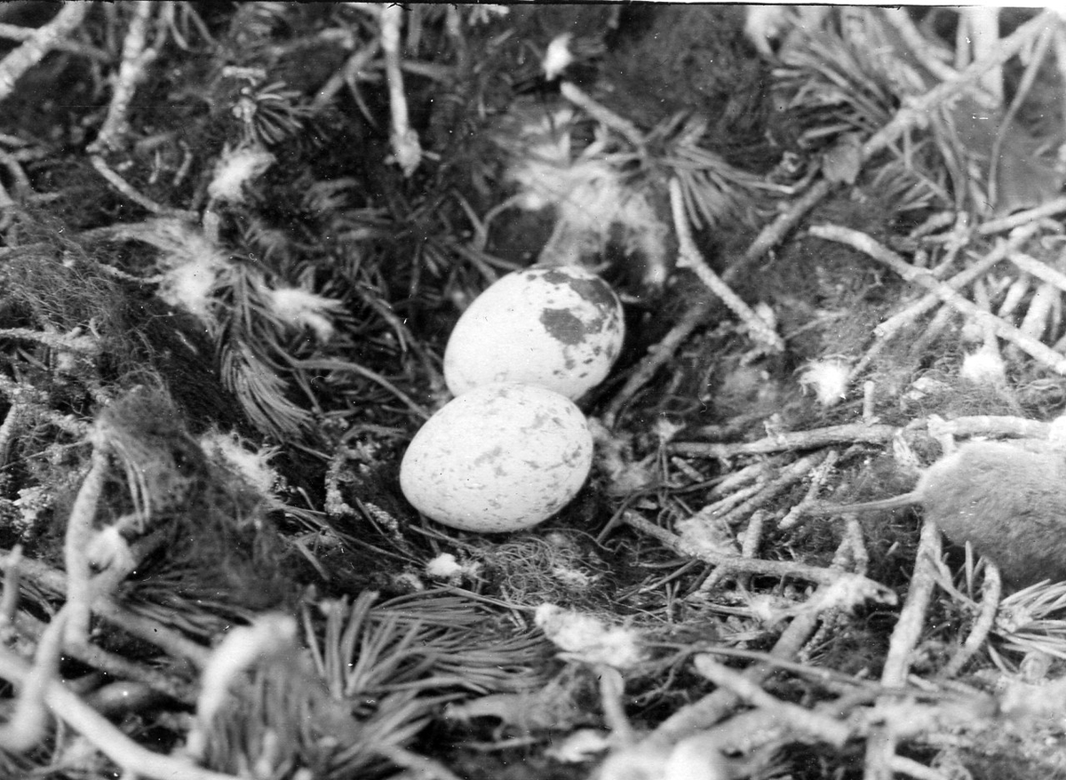 Bo av ormvråk, bo av buteo vulgaris, tullus 3 juni 1917 Foto N. Nilsson