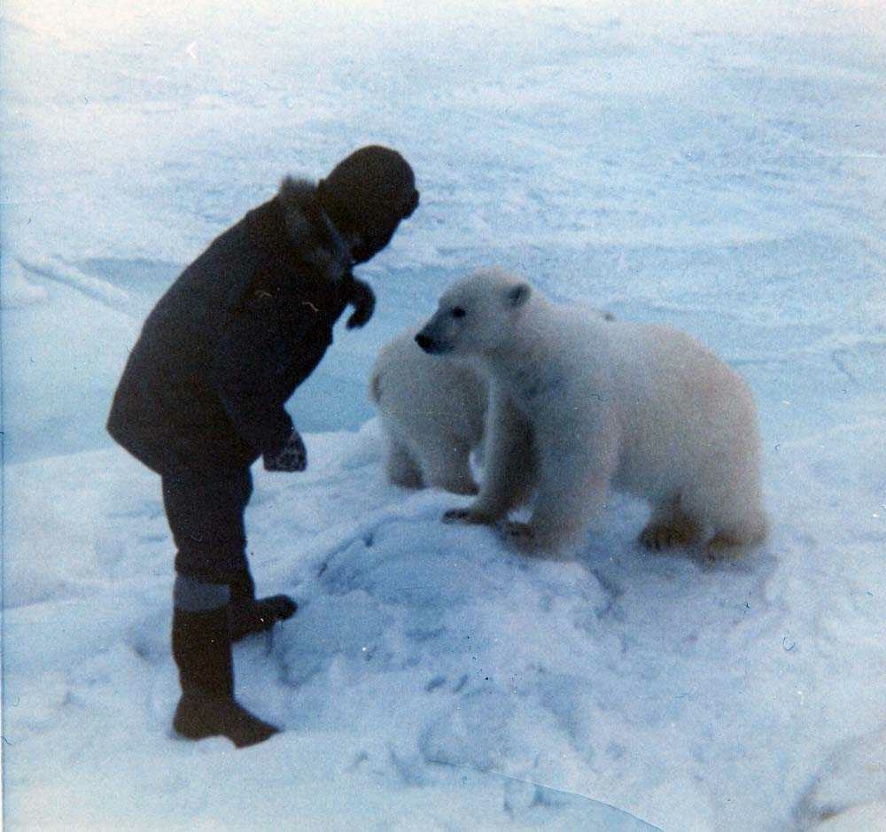 Landskap. En person og to isbjørnunger stirrer nysgjerrig på hverandre.
Ungene er ca 2 år gamle og ble kalt Esro1 og Esro2. Bildet tatt påska 1968.
