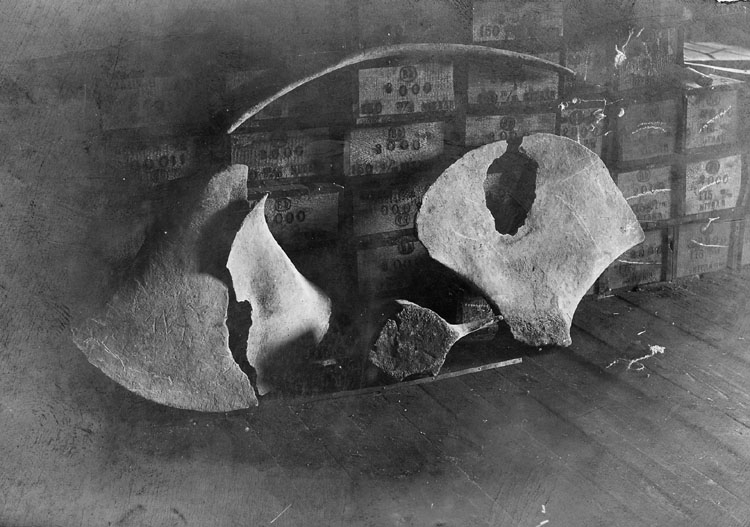 Subfossilt skelett av knölval funnen 1902