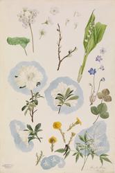 Blomsterstudie [Studentarbeid]