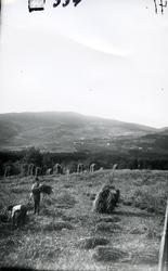 Skuronn. To arbeidskarer setter opp kornstaur. Utsikt fra Ro