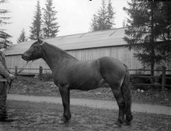 Hest. Hoppeutstilling 1958 på Stampesletta.