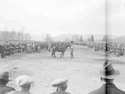 Hingstutstilling på Smestadmoen. Bedømmelse. Hester. Mennesk