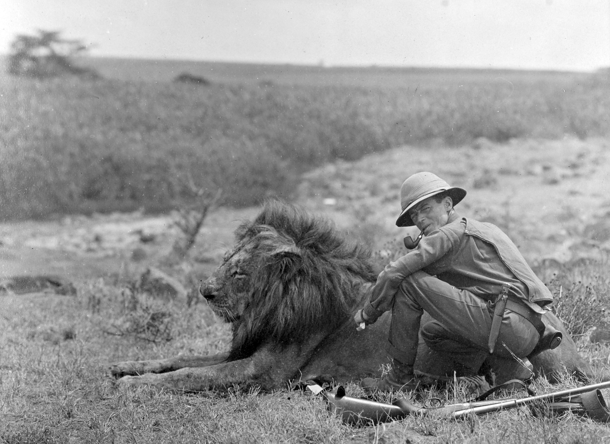 Alfred J. Klein, mangeårig jaktvenn av Chr. Thams, og en død hannløve. Fra en jakttur til Tanganyika Territories