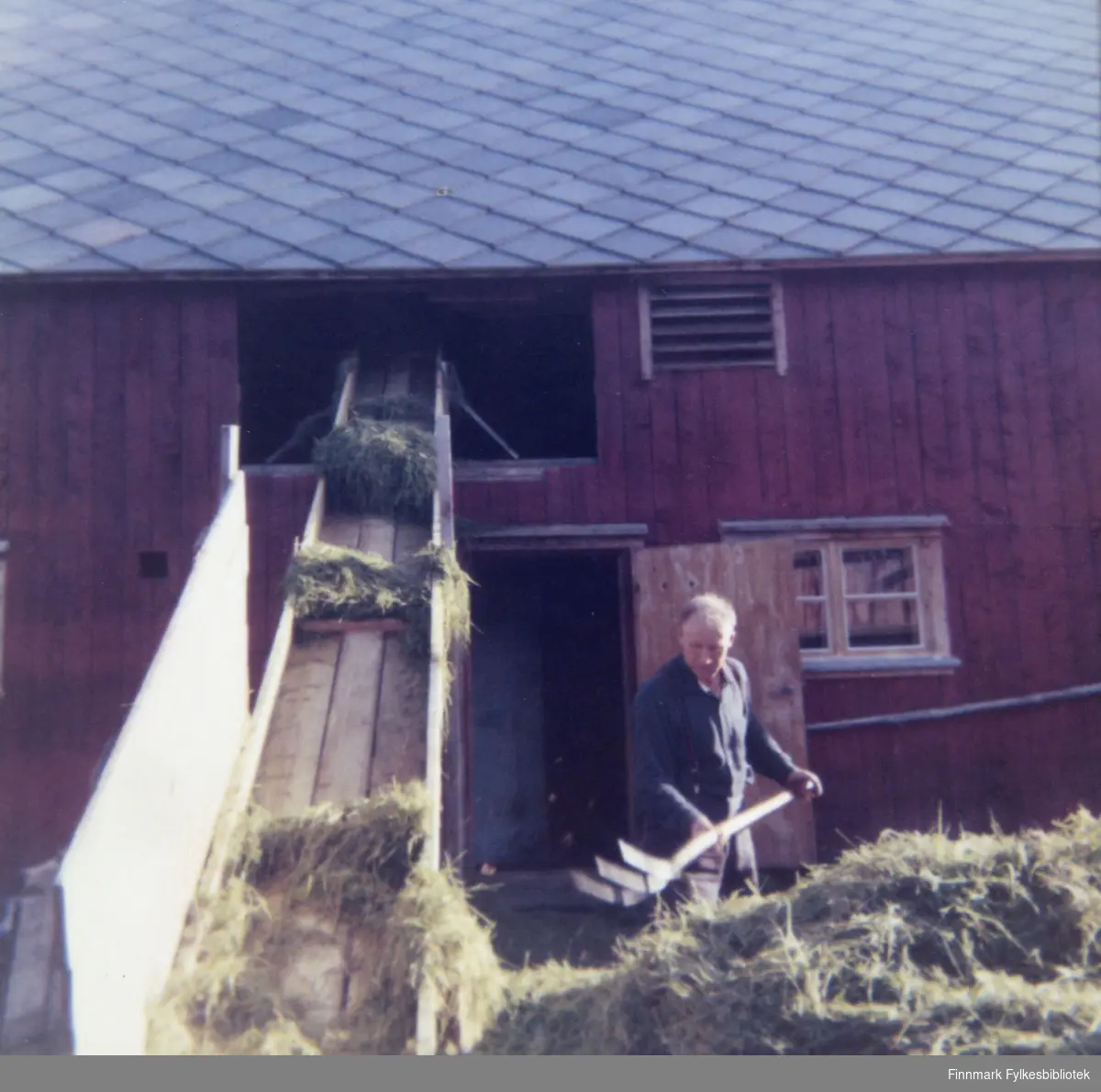 Egil Granås, trolig en venn av Kristian Wisløff, løfter høy opp på transportbåndet ved hjelp av en høygaffel. I forgrunnen ser vi et lass med høy og i bakgrunnen en stor rød gårdsbygning med skifertak. Ca.1965.
