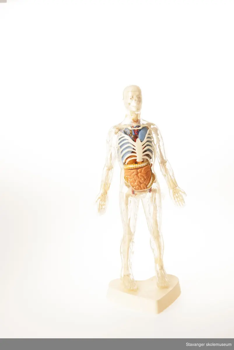 En mannskropp av gjennomsiktig plast som viser muskler og sener i en kropp. Bryst og mageparti er dekket med et avtagbar deksel.