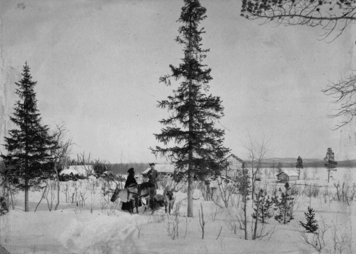 Politimester Ulve og vappus Ole Nilsen Noste under det fotografen har kalt 'verdens nordligste grantrær'