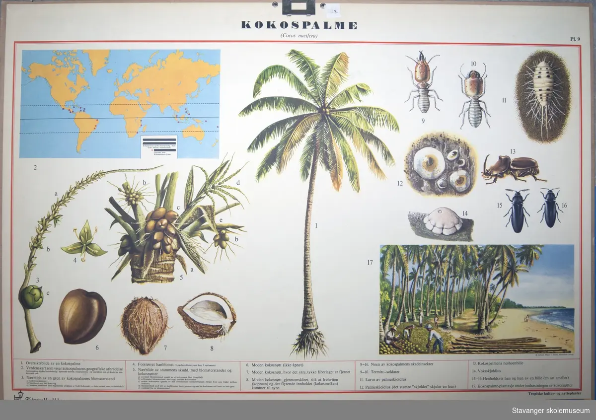 Kokospalme og biller.