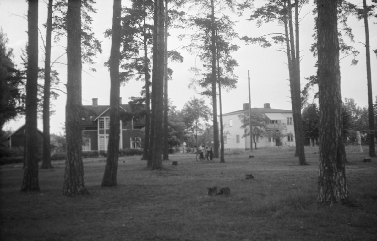 Tallträd i Hoffstedts hage i Malmslätt, 1940-tal.