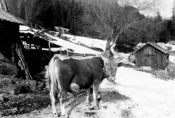 Telemarksokse på Gjerden  ca. 1950