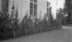 Hageanlegg. Holden hovedgård.