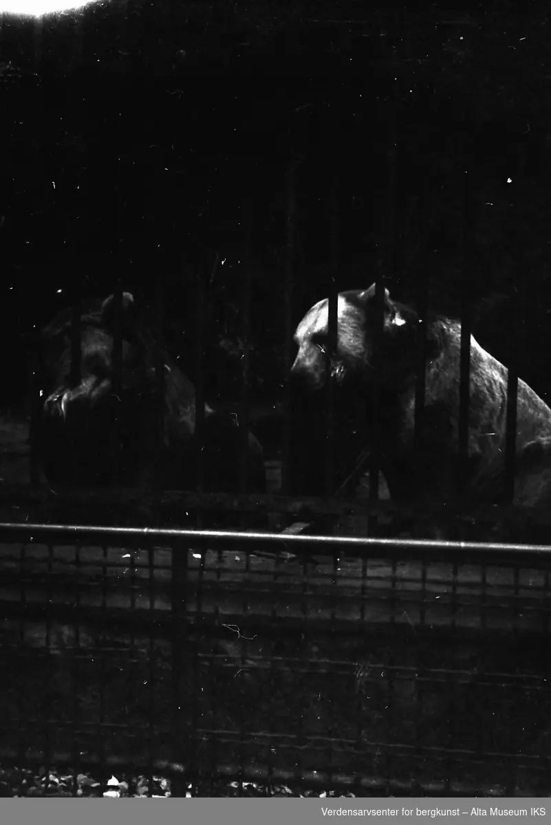To bjørner bak et gitter i sin innhegning. En av bjørnene biter på gitteret. Bildet er tatt i en dyrehage.