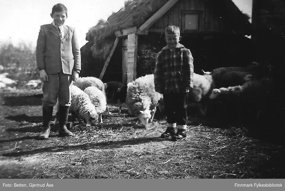 To gutter står foren et fjøs i Varangerbotn i våren 1956. Guttene fra venstre: Knut Roska og Bjørn Ottar Betten. Flere sauer går bak barna ved fjøset. Fjøset er med torvtak og torvvegger, gammeaktig byggning.